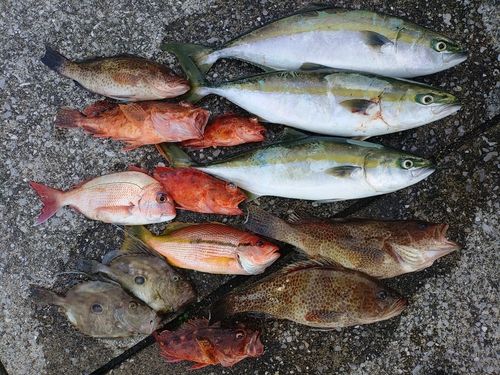 ハマチの釣果