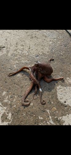 タコの釣果