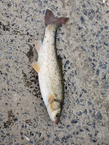 エゾウグイの釣果