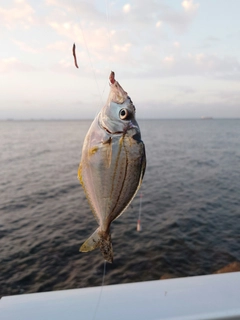 ヒイラギの釣果