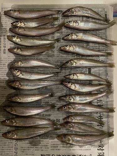 シロギスの釣果