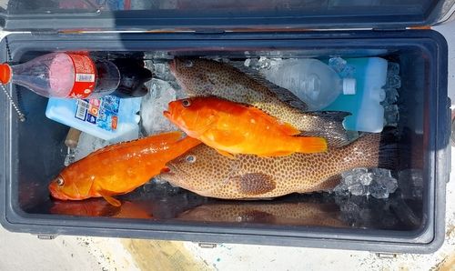オオモンハタの釣果