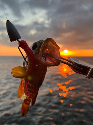 キジハタの釣果