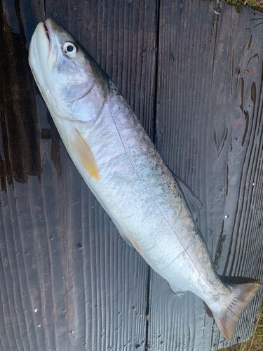 アメマスの釣果