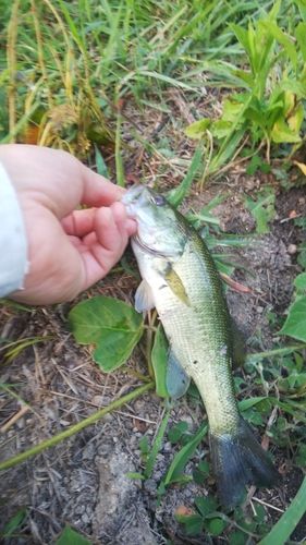ブラックバスの釣果