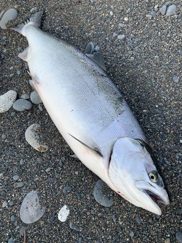 サクラマスの釣果