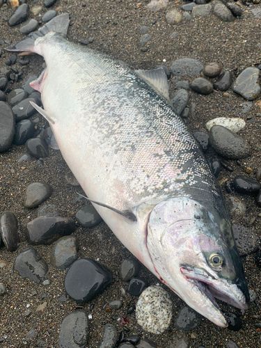サクラマスの釣果