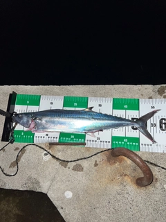サゴシの釣果