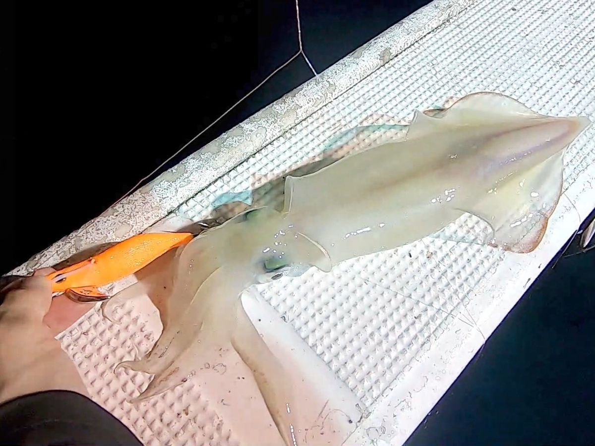 釣りガールみかんさんの釣果 2枚目の画像