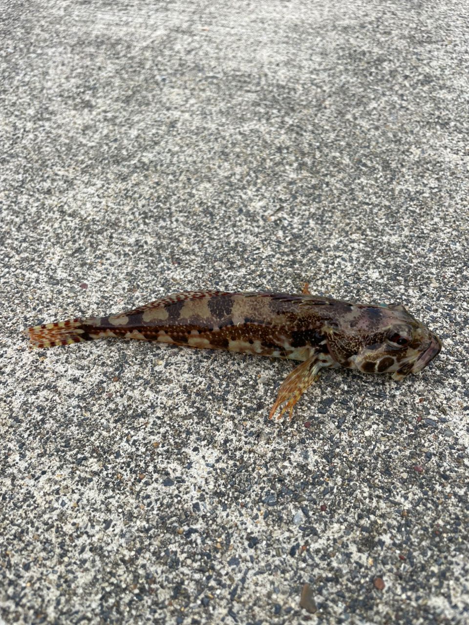 アサヒアナハゼ