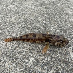 アサヒアナハゼ