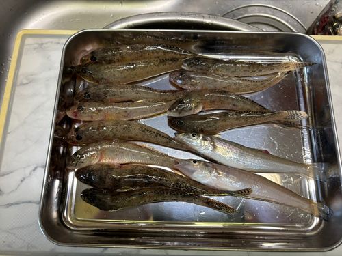 ハゼの釣果
