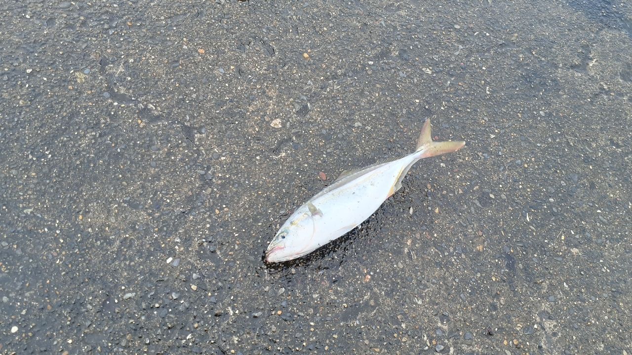 ワカシ