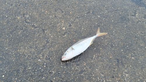 ワカシの釣果