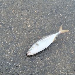 ワカシ