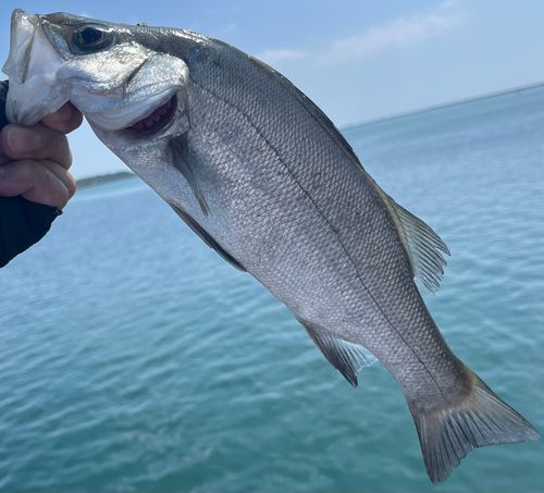 フッコ（ヒラスズキ）の釣果
