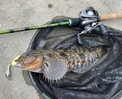 アイナメの釣果