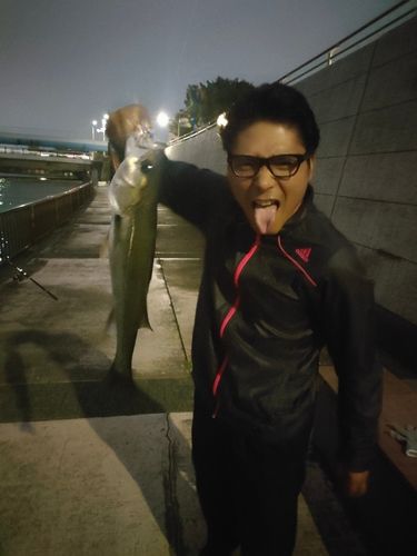マルスズキの釣果