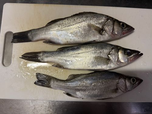 セイゴ（ヒラスズキ）の釣果