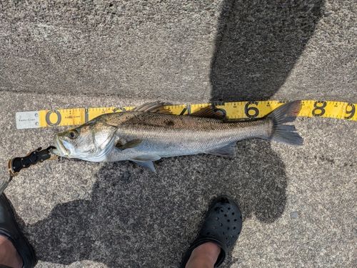 スズキの釣果