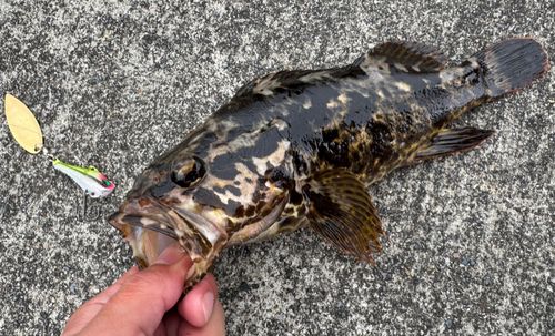 ベッコウゾイの釣果