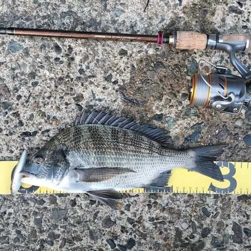 クロダイの釣果