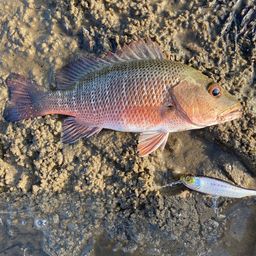 マングローブジャック