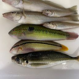 アジ