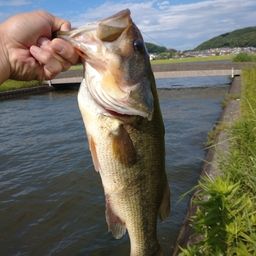 ブラックバス