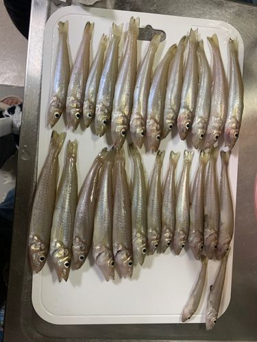 キスの釣果