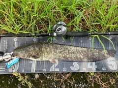 ナマズの釣果