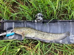 ナマズの釣果