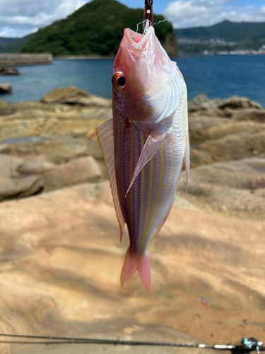 イトヨリダイの釣果
