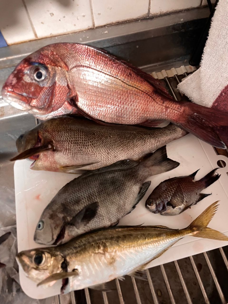 UMi𓇼𓆡𓆉さんの釣果 3枚目の画像