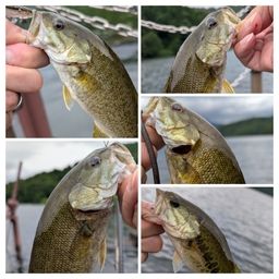 スモールマウスバス