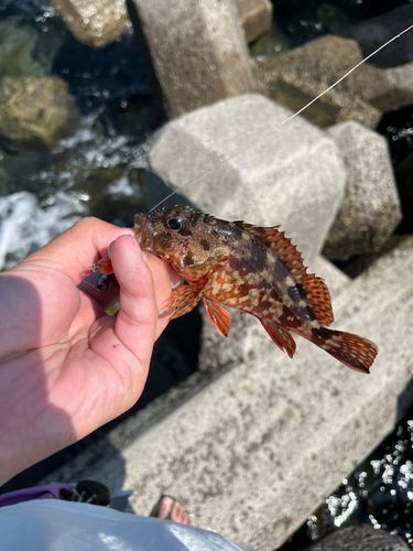 アラカブの釣果