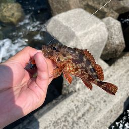 アラカブ