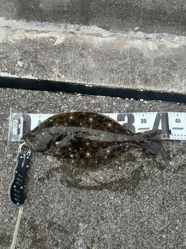 ヒラメの釣果