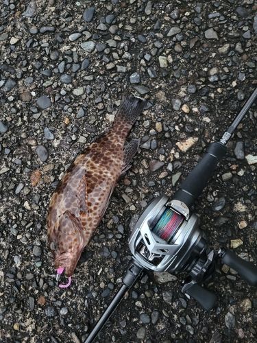 オオモンハタの釣果