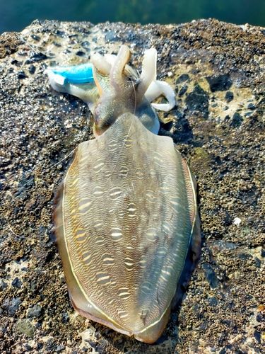 モンゴイカの釣果