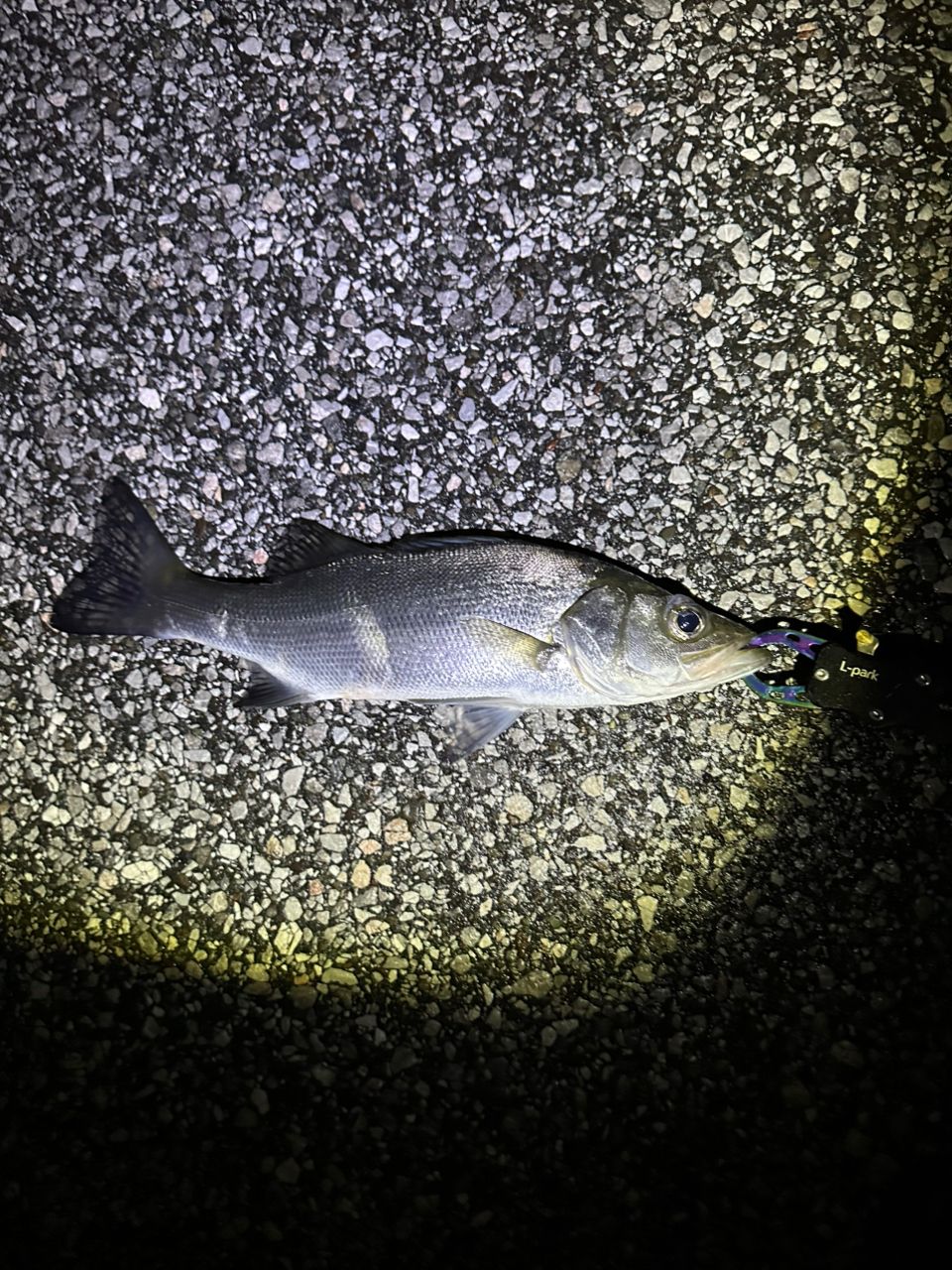 セイゴ（ヒラスズキ）