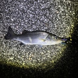 セイゴ（ヒラスズキ）