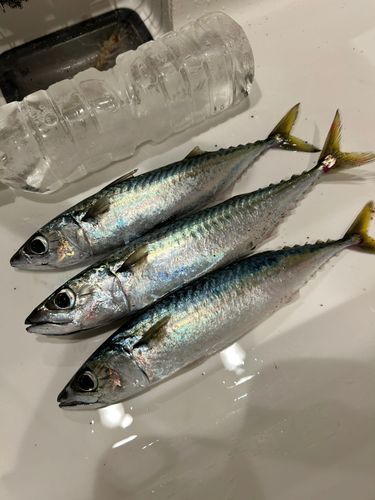 サバの釣果