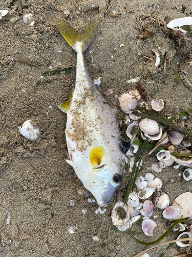 ギマの釣果