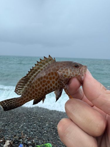 カツオの釣果