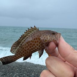カツオ