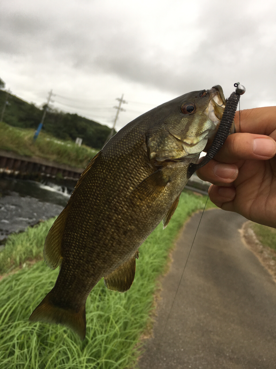 スモールマウスバス