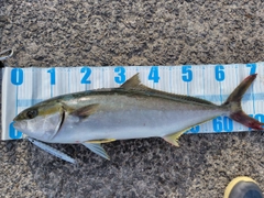 ヒラマサの釣果