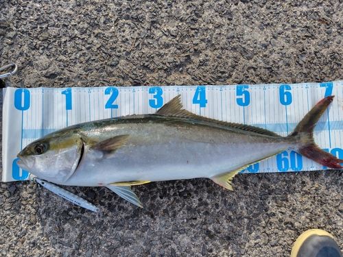 ヒラマサの釣果