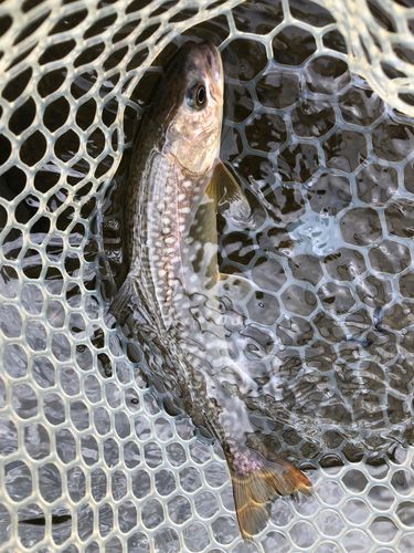 アメマスの釣果